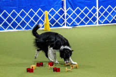 2022 AADTC October Obedience/Rally Trial
