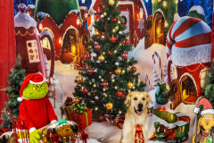 2022-Xmas-11-12-1698