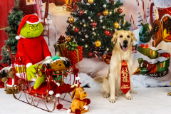 2022-Xmas-11-12-1700