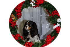 2022-Xmas-11-12-1719