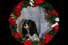 2022-Xmas-11-12-1719A