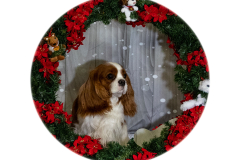 2022-Xmas-11-12-1732