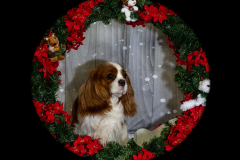 2022-Xmas-11-12-1732A