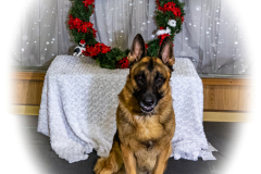 2022-Xmas-11-12-1735