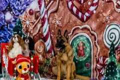 2022-Xmas-11-12-1750