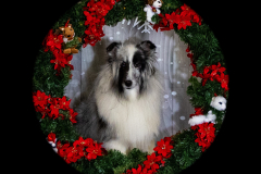 2022-Xmas-11-12-1800