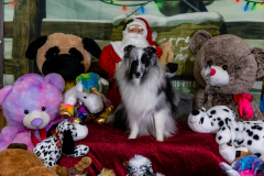 2022-Xmas-11-12-1808