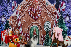 2022-Xmas-11-12-1812