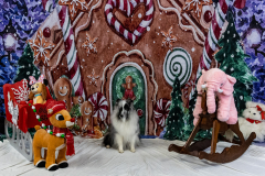 2022-Xmas-11-12-1817