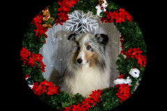 2022-Xmas-11-12-1829