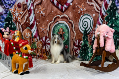 2022-Xmas-11-12-1842