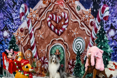 2022-Xmas-11-12-1844