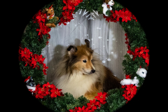 2022-Xmas-11-12-1853