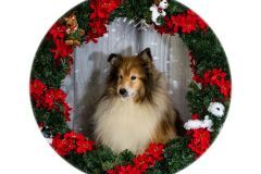 2022-Xmas-11-12-1865