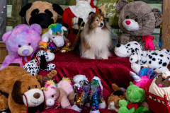 2022-Xmas-11-12-1871