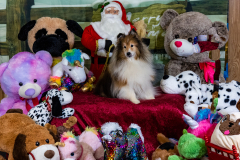 2022-Xmas-11-12-1884