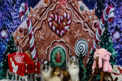 2022-Xmas-11-12-1900