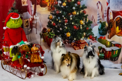 2022-Xmas-11-12-1911