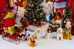 2022-Xmas-11-12-1924