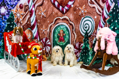 2022-Xmas-11-12-1927