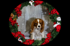 2022-Xmas-11-12-1932A