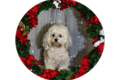 2022-Xmas-11-12-1937