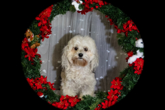 2022-Xmas-11-12-1939