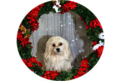 2022-Xmas-11-12-1943