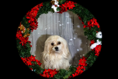 2022-Xmas-11-12-1943A