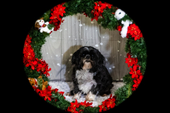 2022-Xmas-11-12-1951A