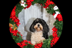 2022-Xmas-11-12-1953