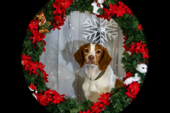 2022-Xmas-11-12-1972