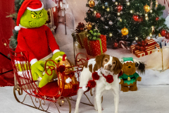 2022-Xmas-11-12-2019