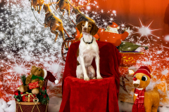 2022-Xmas-11-12-2024