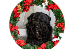 2022-Xmas-11-12-2040