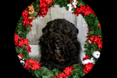 2022-Xmas-11-12-2041