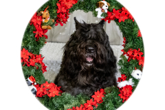 2022-Xmas-11-12-2064