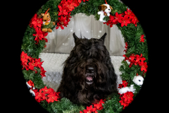 2022-Xmas-11-12-2069