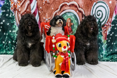 2022-Xmas-11-12-2073