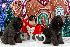 2022-Xmas-11-12-2084