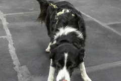 2022-Fall-ScentWork-Trial-1005