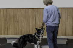 2022-Fall-ScentWork-Trial-1032