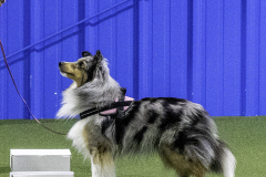 2022-Fall-ScentWork-Trial-104