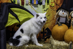 2022-Fall-ScentWork-Trial-1043