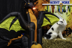 2022-Fall-ScentWork-Trial-1044