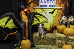 2022-Fall-ScentWork-Trial-1052