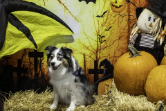 2022-Fall-ScentWork-Trial-1057