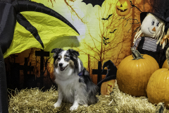 2022-Fall-ScentWork-Trial-1059