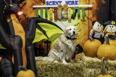 2022-Fall-ScentWork-Trial-1062