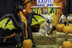 2022-Fall-ScentWork-Trial-1066